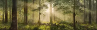 日出阳光照射在森林的树上摄影图