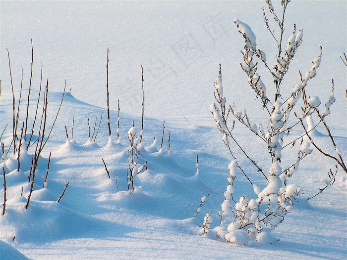 一片白茫茫的雪地