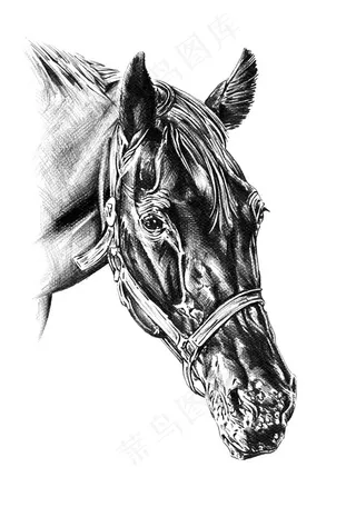 黑色骏马头部侧面高清图
