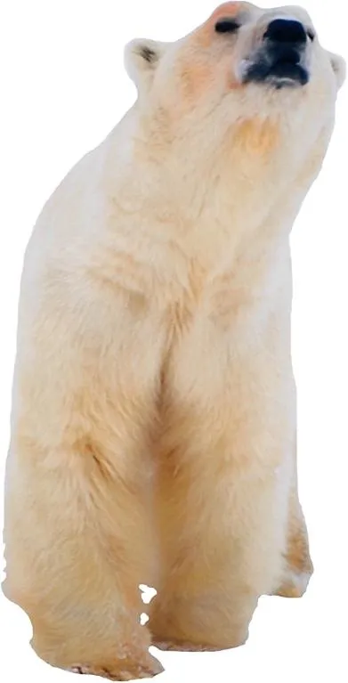 北极熊 PNG免抠(391x767)