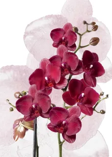 古风红色兰花图片 古风红色兰花图片