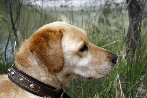 小型拉布多拉犬图片 小型拉布多拉犬图片