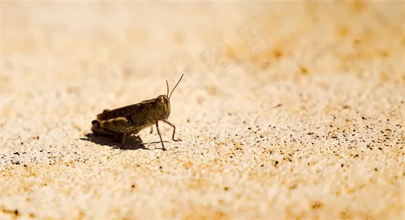 形态各异的蝗虫素材