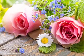 高清唯美粉色玫瑰花图片