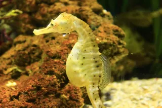 海里的海马图片