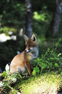 唯美狐狸图片手机壁纸