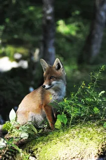 唯美狐狸图片手机壁纸