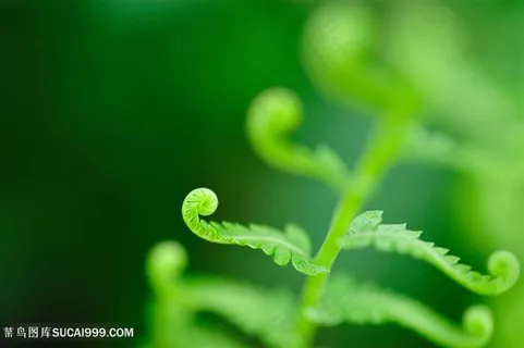 唯美卷曲的树叶图片 唯美卷曲的树叶图片