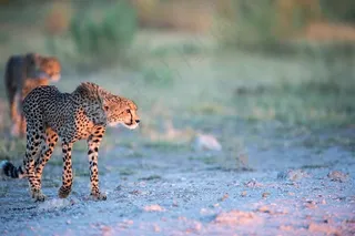 唯美野生动物瘦瘦的豹子图片
