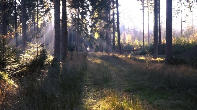 森林, 秋天, 景观, 自然, 树木, 树叶, 神秘