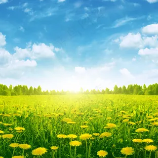高清遍地菊花图片 高清遍地菊花图片