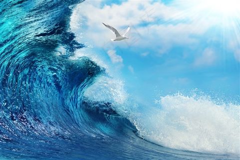 被海上浪花追赶的飞鸟摄影高清图片 被海上浪花追赶的飞鸟摄影高清图片