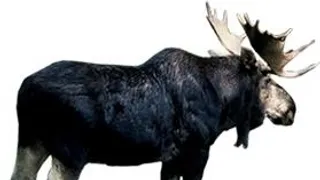 驼鹿, 麋鹿 PNG免抠