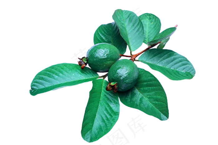 番石榴免抠素材 (19)