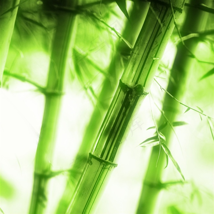 青竹摄影素材