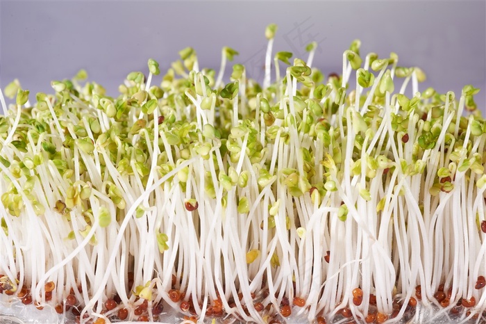 高清的紧密生长的水耕绿豆苗