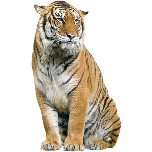 老虎 PNG免抠(500x500)