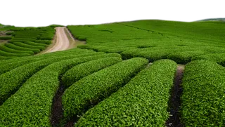 现代农业茶园 