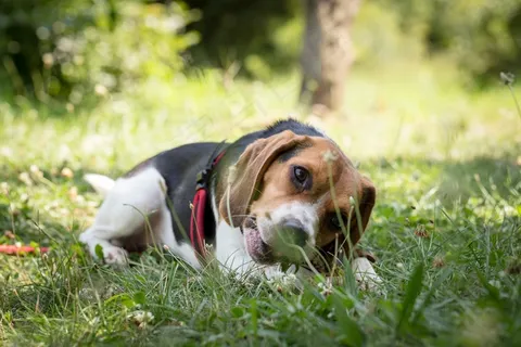 美国猎狐犬图片 美国猎狐犬图片