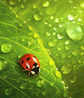 春天夏天七星瓢虫动物昆虫在绿叶上，谷雨立夏夏至小暑摄影图