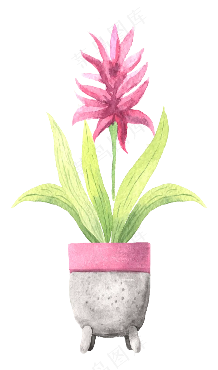 水彩插画-植物32