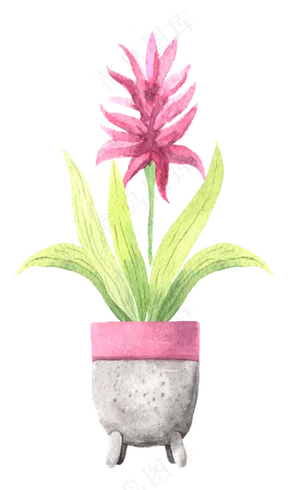 水彩插画-植物32