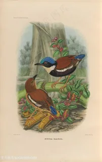 水彩树木与小鸟高清油画图片