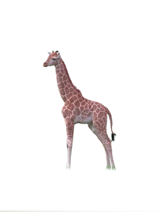 长颈鹿动物非洲鹿动物园设计素材