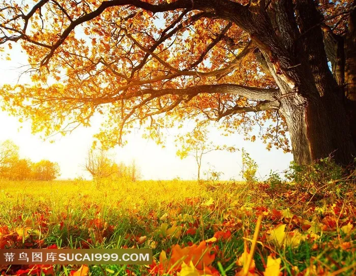 美丽的秋天树木图片