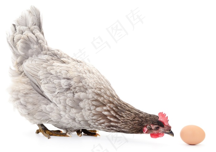 母鸡图片素材