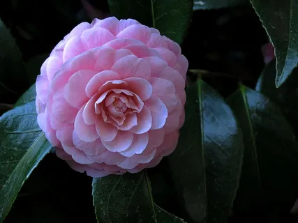 漂亮粉色山茶花图片 漂亮粉色山茶花图片