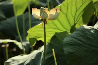 绿色简约节气清新意境背景