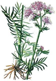 手绘草本中药药材