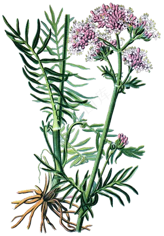 手绘草本中药药材