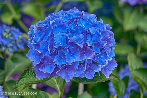 唯美蓝色绣球花鲜花图片 唯美蓝色绣球花鲜花图片