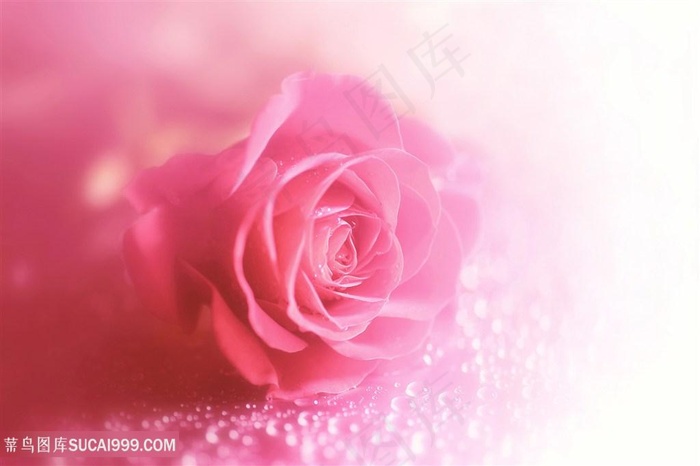 唯美梦幻粉色玫瑰鲜花图片