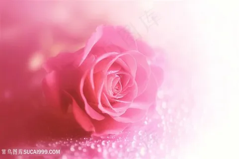 唯美梦幻粉色玫瑰鲜花图片