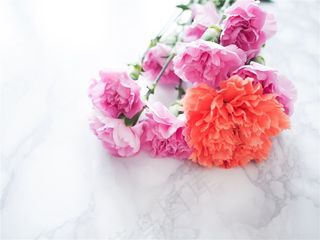 康乃馨鲜花图片