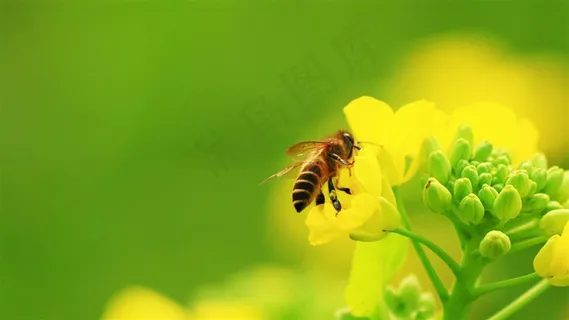 一只蜜蜂采蜜瞬间 一只蜜蜂采蜜瞬间