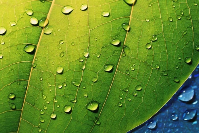 露珠绿叶摄影背景