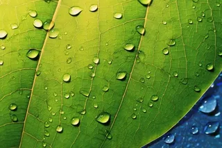 露珠绿叶摄影背景