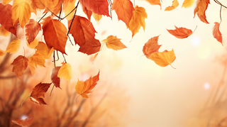 秋天黄色落叶摄影图 