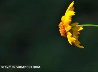 黄色金鸡菊花卉精美图