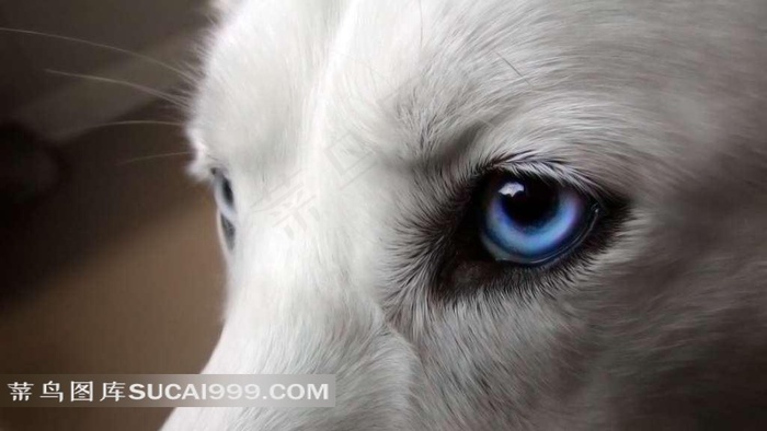 狗的蓝色眼镜特写