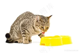 吃食的小花猫咪图片