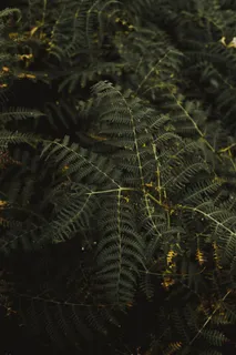 绿色的蕨类植物图片