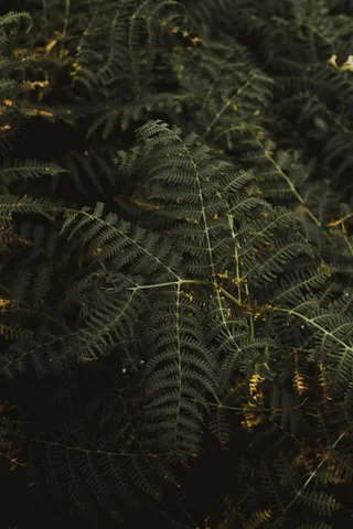 绿色的蕨类植物图片