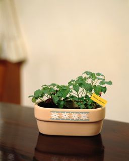 盆景造型十二 盆景造型十二