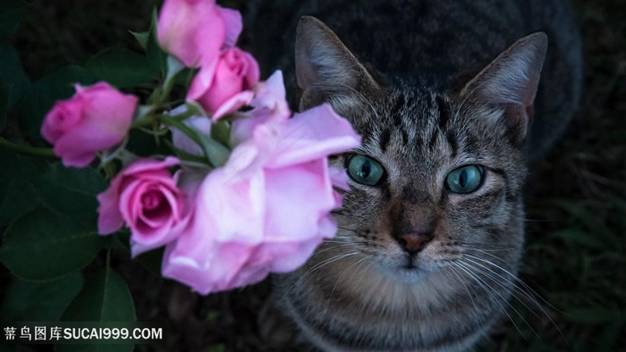 玫瑰与花猫咪图片