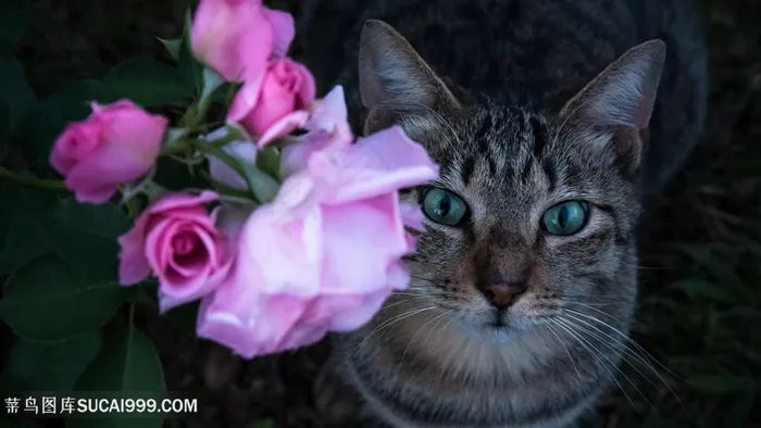 玫瑰与花猫咪图片